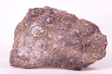 북족류화석