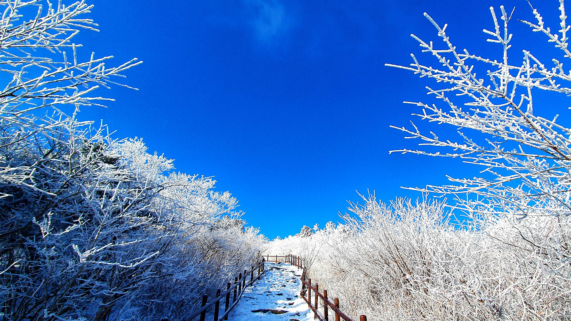 태백산국립공원 겨울