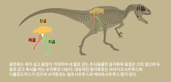 용반류에 속하는 공룡들