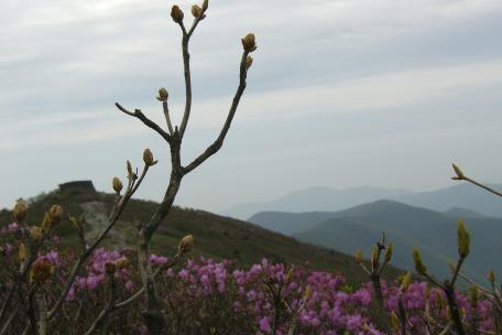 장군봉과 천제단사이('05.5.17)