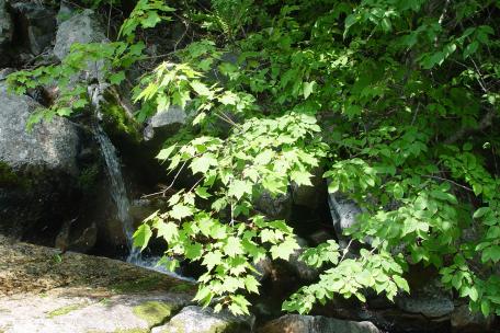 태백산 당골계곡