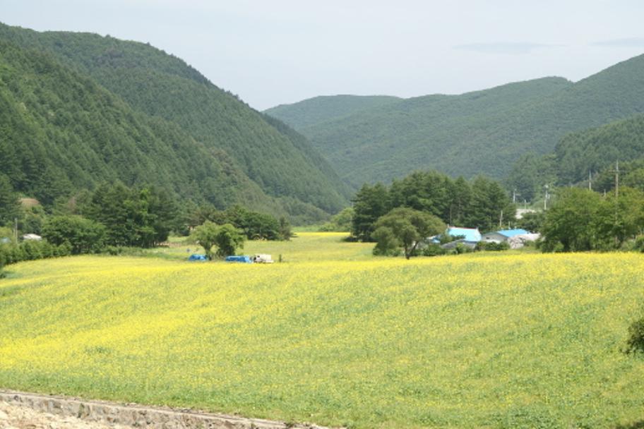 초여름에 활짝 핀 유채꽃 사진 1