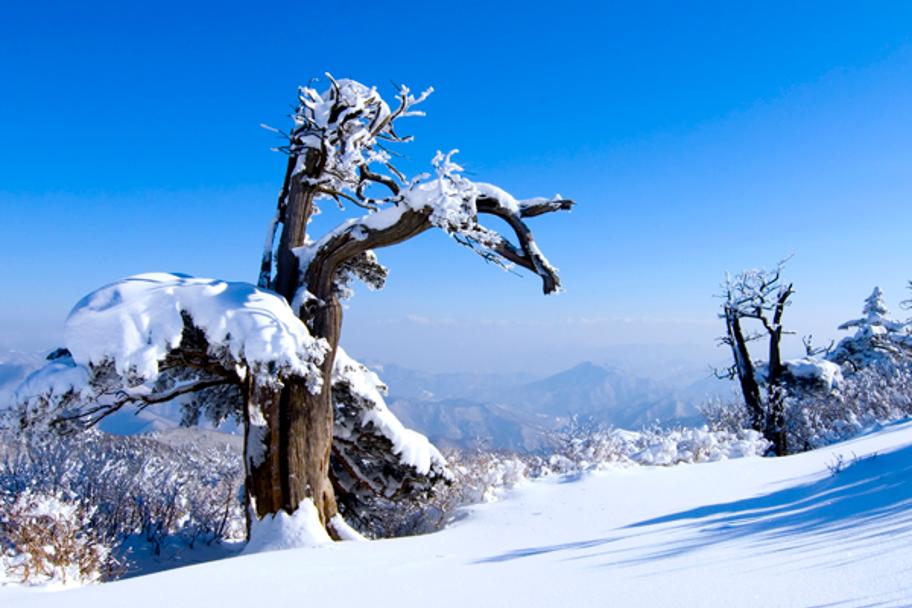 태백산 겨울풍경 사진 1